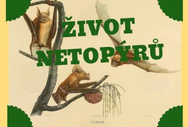 Život netopýrů