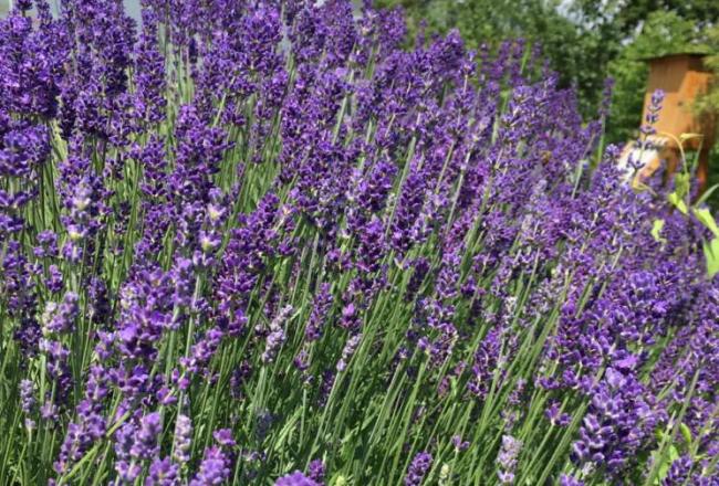 Festival Aromaterapie & Bylinky 2019