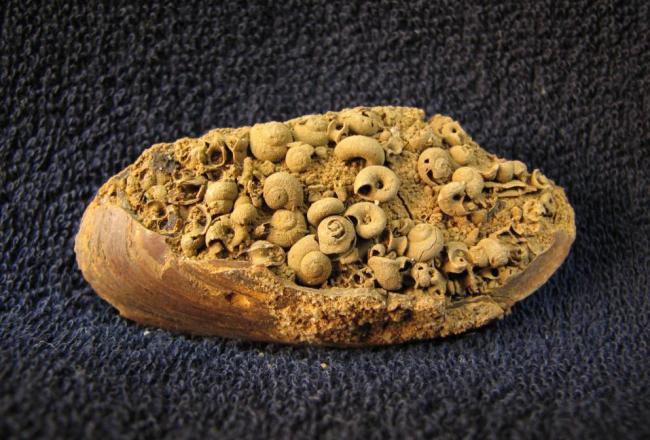 PŘEDNÁŠKA  ZDEŇKA DVOŘÁKA „TŘETIHORNÍ FAUNA MOSTECKÉ UHELNÉ PÁNVE“